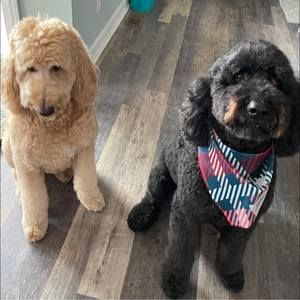 Meet your Posher, Morgan